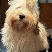 PIPPI Juriwowe Pionki FCI