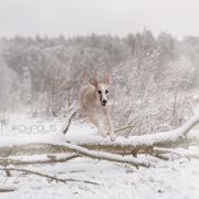 Mila Moja Frodo [imp. NOR]