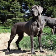 Bora-Bora Casa di amici