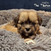 Ch.Puppy.PL J.Ch.PL WANGMO JHAMA The Tibetan Pride (FCI)