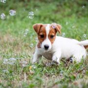 Ch.PL Ch.MNE Gr.Ch.MNE ZEUS from Maska-Hunter 