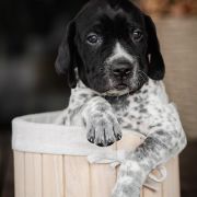 Fakir Z Magicznej Kniei 