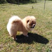 MARCEL MISHKI TOPTISHKI