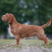 Arma Venandi's CHERRY