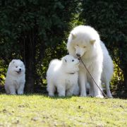 CERSEI Raising Fluffy
