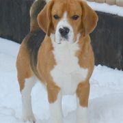 HULK HOGAN LA CASA DEMIANI