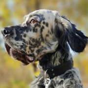 НУАР БИЛГО ЛИЛУ