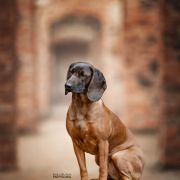 ARABESKA ze Świerzowskich Łąk FCI