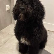 KERRERA Pies de Perro (FCI)