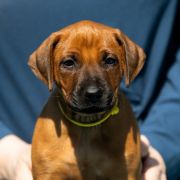 BAAKO ASITA Ginger Ridge 