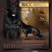 BLACK ARMANI Amon Re Moravia