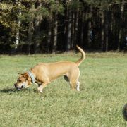 BENDIS Corde Bellator(FCI) 2