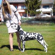 Lacrima Christi Cockta