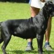  Ninfadora del Domus Var 