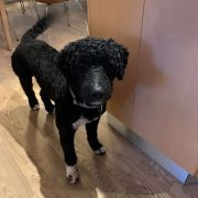 Aussie Welkope CZAS NA LUNCH