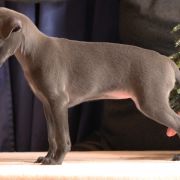 Amadea de Mell Agris