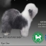 Camerata (FCI) ACHTUNG BABY