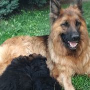 BONA Wilki znad Rudawy