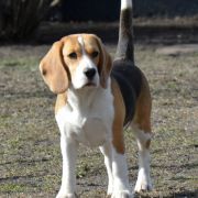 AMAZING SUCCESS VANESSA DARLING JOY