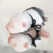 MONTEZUMA Zealous Heart 