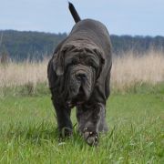 CORLEONE DEL' BOSCO FOLTO