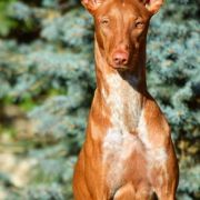 Cava Whispering Sand