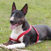 CZARNA PERŁA Kosmalkowo