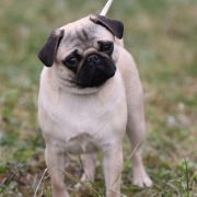 CLEO Chow IN the fog FCI