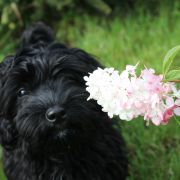 HAPPINESS Z Białego Gwiazdozbioru (FCI)