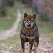 Fudzisan Baio Ikeoku 