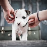 JUNCUS EFFUSUS American Heart vel. Kubuś