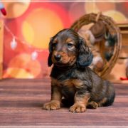 UNGARO Hokus Pokus z Perłowej