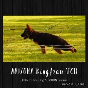 ARIZONA Kingfran (FCI)