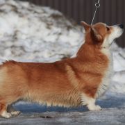 Ван Лен Тайм Чероки Гранд
