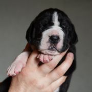 SOFOKLES Czar Olbrzyma