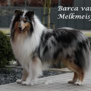 Barca van het Melkmeisje