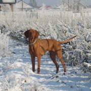 Kayla - Asta z Doliny Brzeznicy