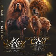 Litter D - Abbog and Cola