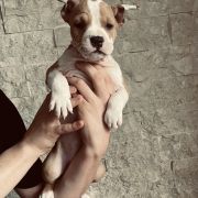 California Vivir Perros 