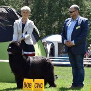 Firuze Beautiful Great Dane FCI