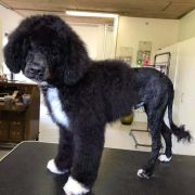 Aussie Welkope CZAS NA POGO