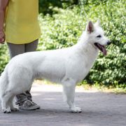 Archi Royal White of the Best