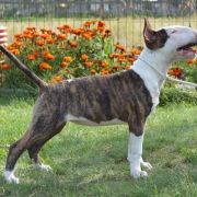 COLOROCO DARK OR LIGHT