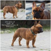 Douglas Idylla Canis