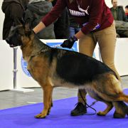 Greys vom Yambwelle Hof