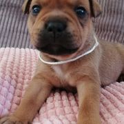 BELUGA Horseradish Gang Staff