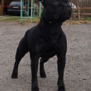 ROCOSO VALENCIA Bitis 