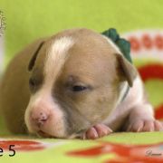 Male 6 Dolcze Gabara