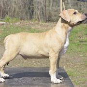 BRONSON ROCKET BABE FCI 