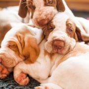 OLIANA Filii Artemesias